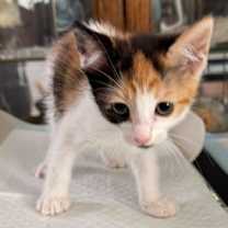 Thumbnail photo of Sakura #3