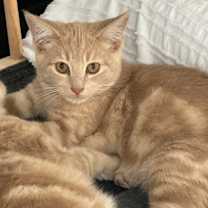 Thumbnail photo of Ambrose #1