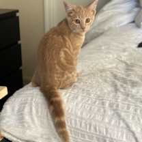 Thumbnail photo of Ambrose #2