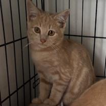 Thumbnail photo of Ambrose #3