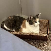 Thumbnail photo of Psycho #1