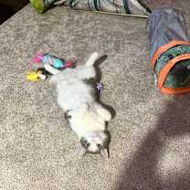 Thumbnail photo of Psycho #2