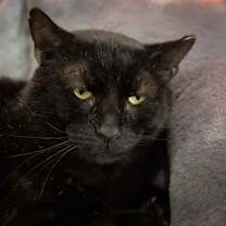 Thumbnail photo of Shadow (FCID# 08/28/2025 - 507 Trainer) C #4