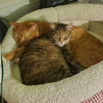 Thumbnail photo of Peacho #4