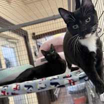 Thumbnail photo of Biscuit #4