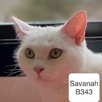Thumbnail photo of Savanah B343 #1