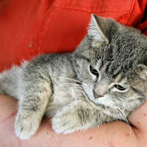 Thumbnail photo of Steve #3