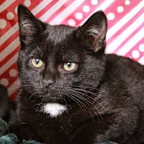 Thumbnail photo of Merle #1