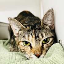 Thumbnail photo of Trixie #1