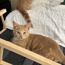 Thumbnail photo of Bob #2