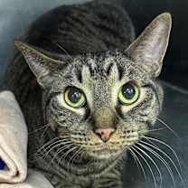 Thumbnail photo of Tiger #2