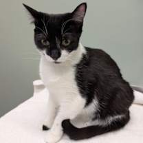 Thumbnail photo of Lemon Squeezy #2