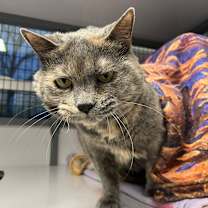 Thumbnail photo of Munchkin #1