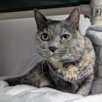 Thumbnail photo of Munchkin #2