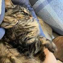 Thumbnail photo of Belle #2