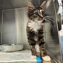 Thumbnail photo of Winter Frost #3