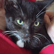 Thumbnail photo of Sylvester #2