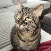 Thumbnail photo of Miss Kitty #1