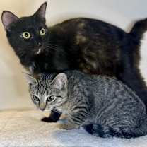 Thumbnail photo of Star & Candy - BONDED #1