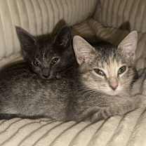 Thumbnail photo of Joy & Merry - BONDED SISTERS #4