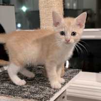 Thumbnail photo of Ophelia #1