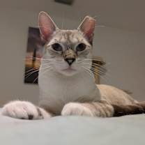 Thumbnail photo of Cindy & Cowboy - BONDED #3