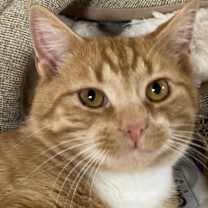 Thumbnail photo of Cheeze-it #1