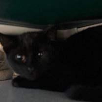 Thumbnail photo of Dobby #2