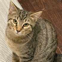 Thumbnail photo of Bowtie #1