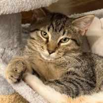 Thumbnail photo of Bowtie #3