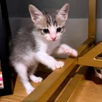 Thumbnail photo of Rough Around The Edges 27 #2