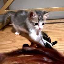 Thumbnail photo of Rough Around The Edges 27 #3