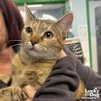 Thumbnail photo of Rivet #1