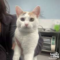 Thumbnail photo of Angelicat #1