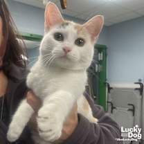 Thumbnail photo of Angelicat #2