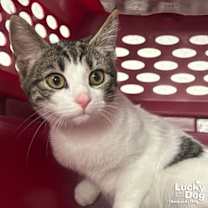 Thumbnail photo of French Toast #1