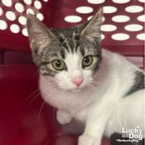 Thumbnail photo of French Toast #2