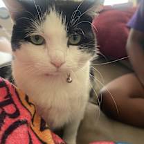 Thumbnail photo of Seesaw #4