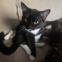 Thumbnail photo of Winston #1