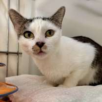 Thumbnail photo of Siesta #1