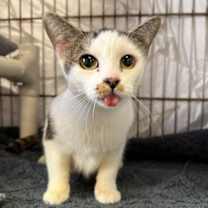 Thumbnail photo of Siesta #2