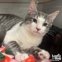 Thumbnail photo of Rod #1