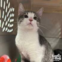 Thumbnail photo of Rod #2