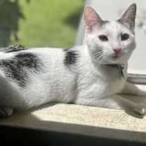 Thumbnail photo of Smudger #1