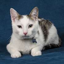 Thumbnail photo of Smudger #2