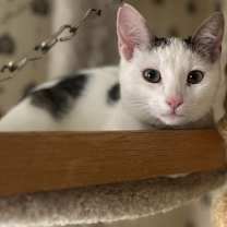 Thumbnail photo of Smudger #3