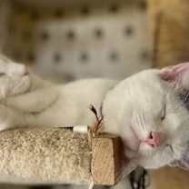 Thumbnail photo of Smudger #4