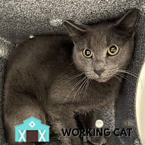 Thumbnail photo of Double Cheese Burger #1