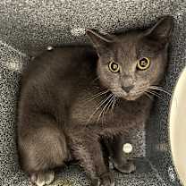 Thumbnail photo of Double Cheese Burger #2