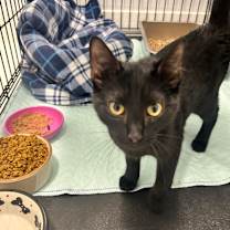 Thumbnail photo of Charlie Brown #2